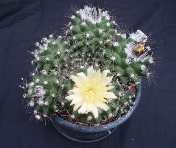 Copiapoa_longispina_1